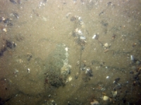 Image of seabed - photo.