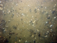 Image of seabed - photo.