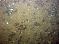 Image of seabed - photo.