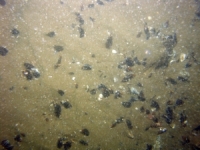 Image of seabed - photo.