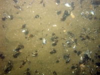 Image of seabed - photo.