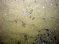 Image of seabed - photo.