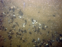 Image of seabed - photo.