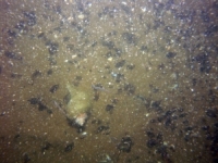 Image of seabed - photo.