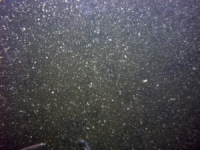 Image of seabed - photo.