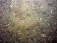 Image of seabed - photo.