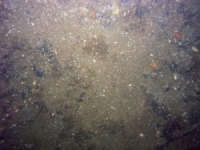 Image of seabed - photo.