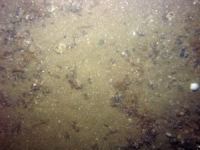 Image of seabed - photo.