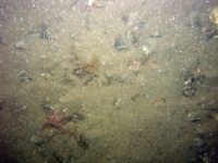 Image of seabed - photo.