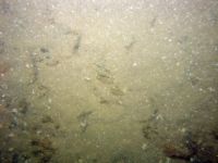 Image of seabed - photo.