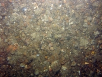 Image of seabed - photo.