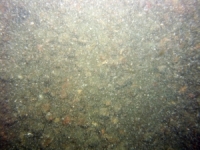 Image of seabed - photo.