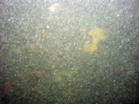 Image of seabed - photo.