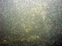 Image of seabed - photo.