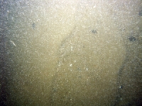 Image of seabed - photo.