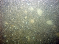 Image of seabed - photo.