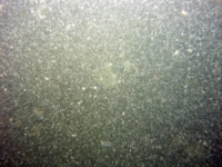 Image of seabed - photo.