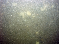 Image of seabed - photo.