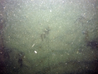 Image of seabed - photo.