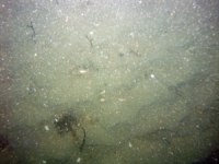 Image of seabed - photo.