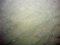 Image of seabed - photo.