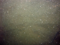 Image of seabed - photo.