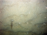 Image of seabed - photo.