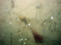 Image of seabed - photo.