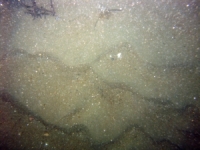 Image of seabed - photo.