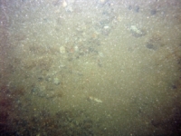 Image of seabed - photo.