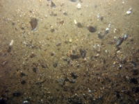 Image of seabed - photo.