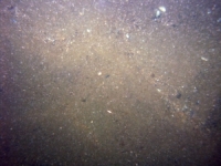 Image of seabed - photo.