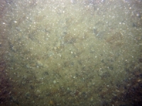 Image of seabed - photo.