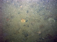 Image of seabed - photo.