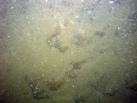 Image of seabed - photo.