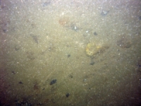 Image of seabed - photo.