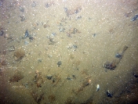 Image of seabed - photo.