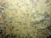 Image of seabed - photo.