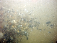 Image of seabed - photo.