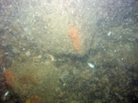 Image of seabed - photo.