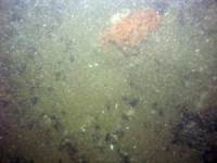 Image of seabed - photo.