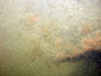 Image of seabed - photo.