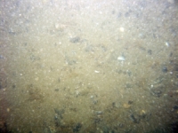 Image of seabed - photo.