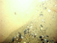 Image of seabed - photo.