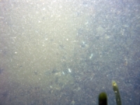 Image of seabed - photo.