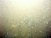 Image of seabed - photo.