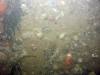 Image of seabed - photo.