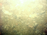 Image of seabed - photo.