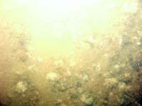 Image of seabed - photo.