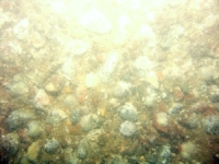 Image of seabed - photo.